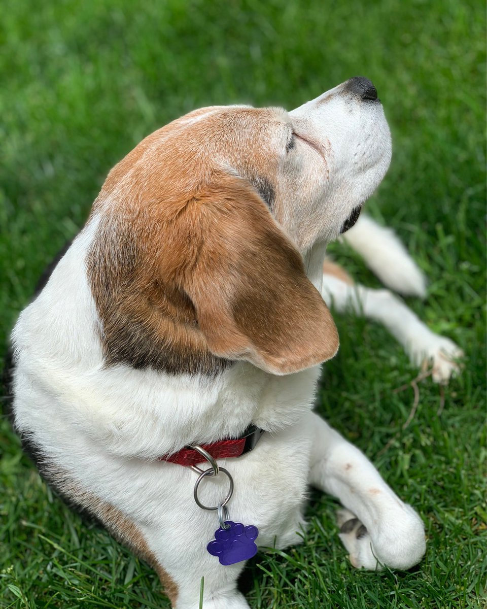 Lifelong observations of the #beagle may lead to a greater appreciation of sunshine, scents floating on a summer breeze, and snoozes. #beaglefacts 

📷 <a href="/JJLilienthal/">Jen 🌳🐾 ☕️🥾</a> / Twitter
