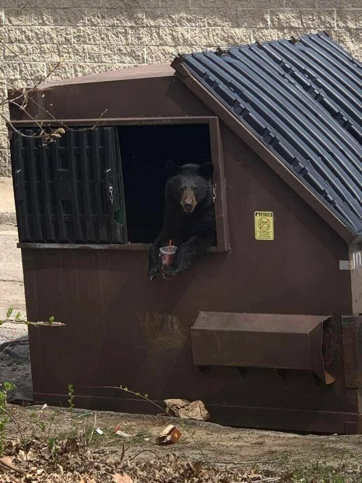 🐻 Bear 🍃 tweet media