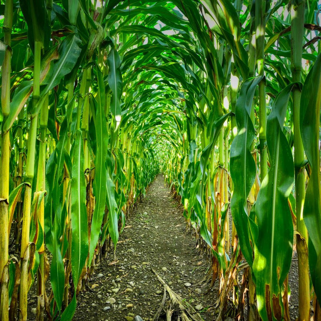 dh__rodriguez's tweet photo. El uso de fitosanitarios en el agro es fundamental para lograr las cosechas necesarias para alimentar a la población mundial.
#BlogAgrospray #CamionetasPulverizadoras #BienAcompañado #AgroSpray #PulverizacionesEficientes #LlegáMásLejos https://t.co/gcNk8qjkRS