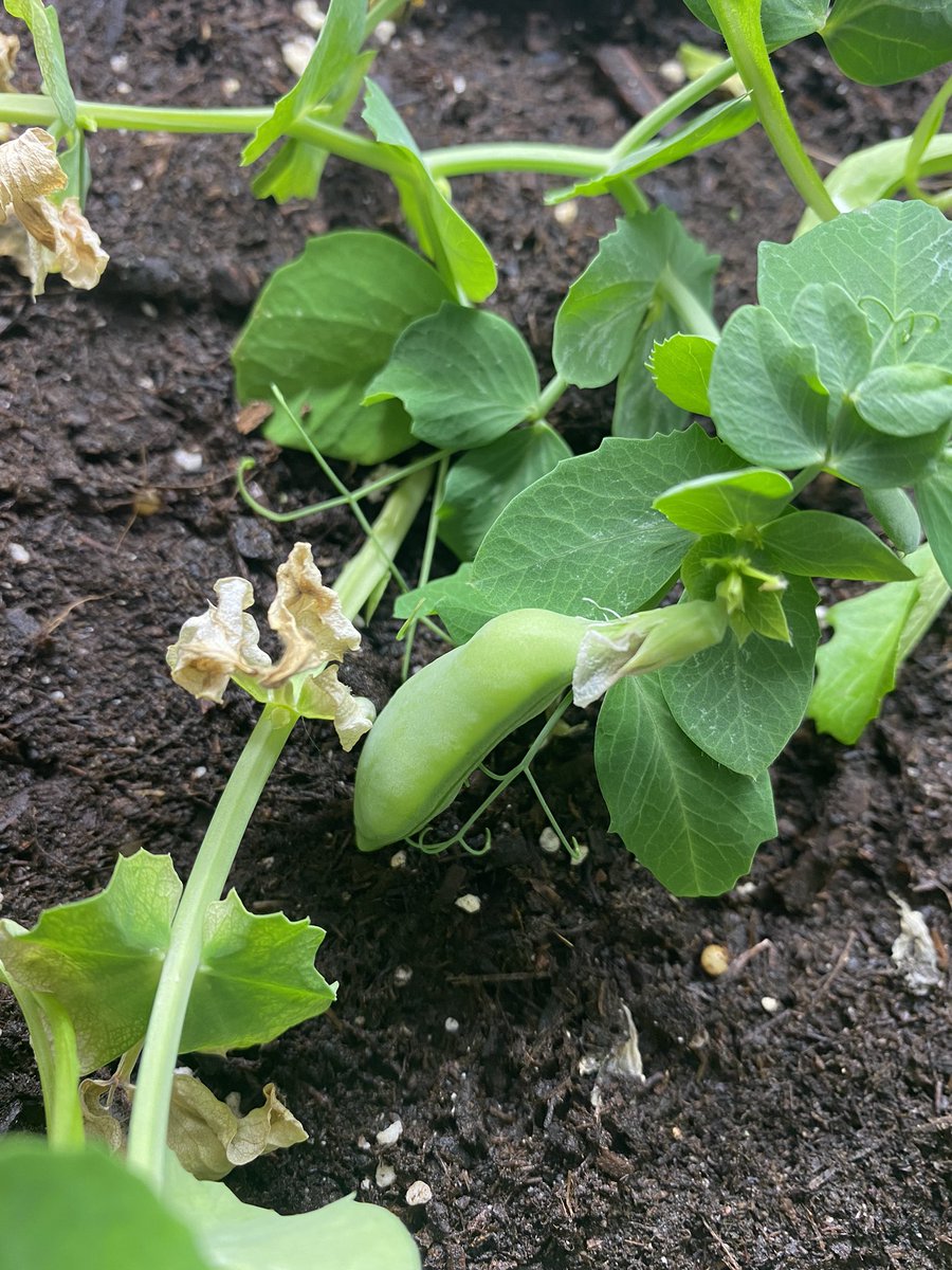 MsCappuccitti's tweet photo. Do you see what I see? Our greenhouse plants have starting sprouting some vegetables! @JamesGrievePS https://t.co/iSgFVX3HI4