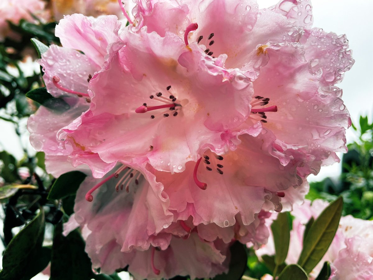 makemakeippai1's tweet image. あまざらしでも
威厳はうしなはれず
しゃくなげの花
手向くは
瑠璃色の空の向こう

#しゃくなげ　#写真　＃写真好き　#iPhone
