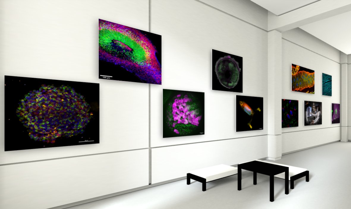 institut_curie's tweet photo. Plongez au cœur du vivant en explorant notre galerie virtuelle dédiée aux images de microscopie exceptionnelles issues du @NikonFR Imaging Center @institut_curie@CNRS, une plateforme unique offrant aux chercheurs des microscopes de dernière génération !

👉https://t.co/SoFufXpTo3 https://t.co/ljjErjN2fx