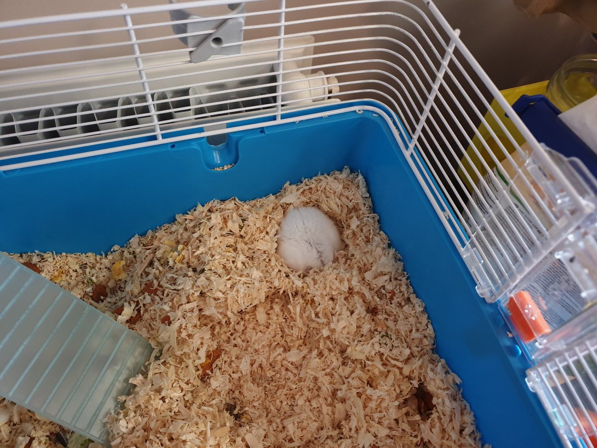 hamsterUpdate's tweet image. Penn is sleeping. #cottonWoolBall