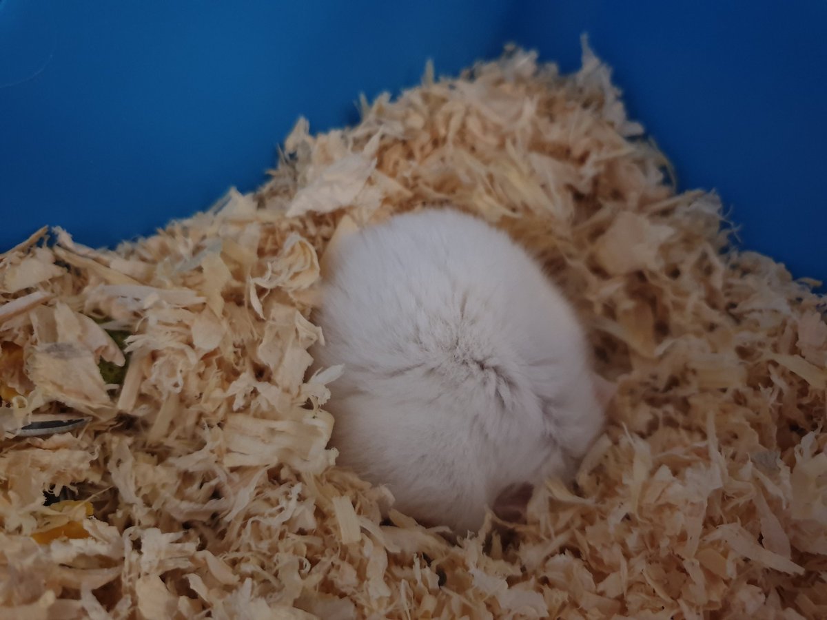 hamsterUpdate's tweet image. Penn is sleeping. #cottonWoolBall
