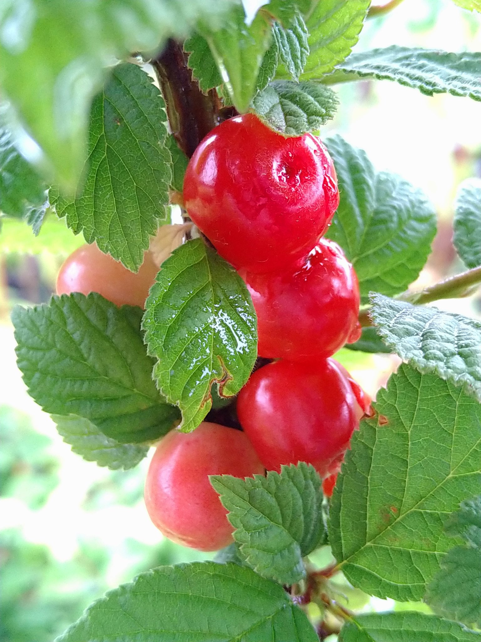 かみはる園芸 ユスラウメ 食感はサクランボに近いです 今の時期は まだまだ渋い 果汁酒やジャムに 食レポ 花写真 苗木 T Co Kommc2so6g Twitter