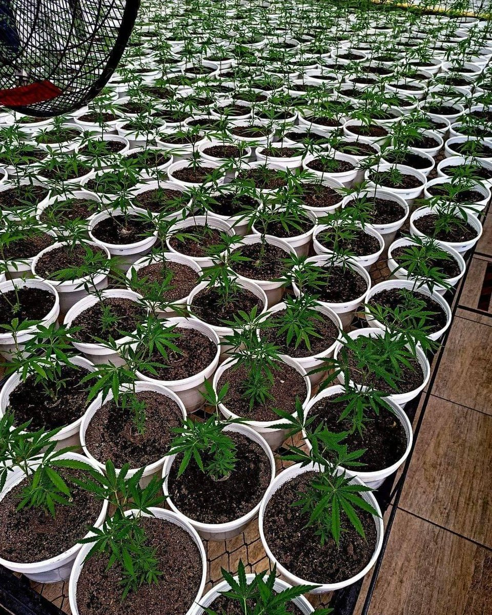 cannabishub's tweet photo. New crop! 👨‍🌾👩‍🌾

#cannabis #stonerfam #legalizeIt #weedmob https://t.co/LOmJmC1jaH