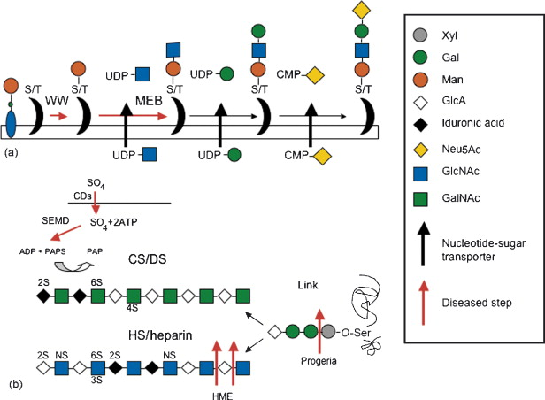 badglycans tweet media