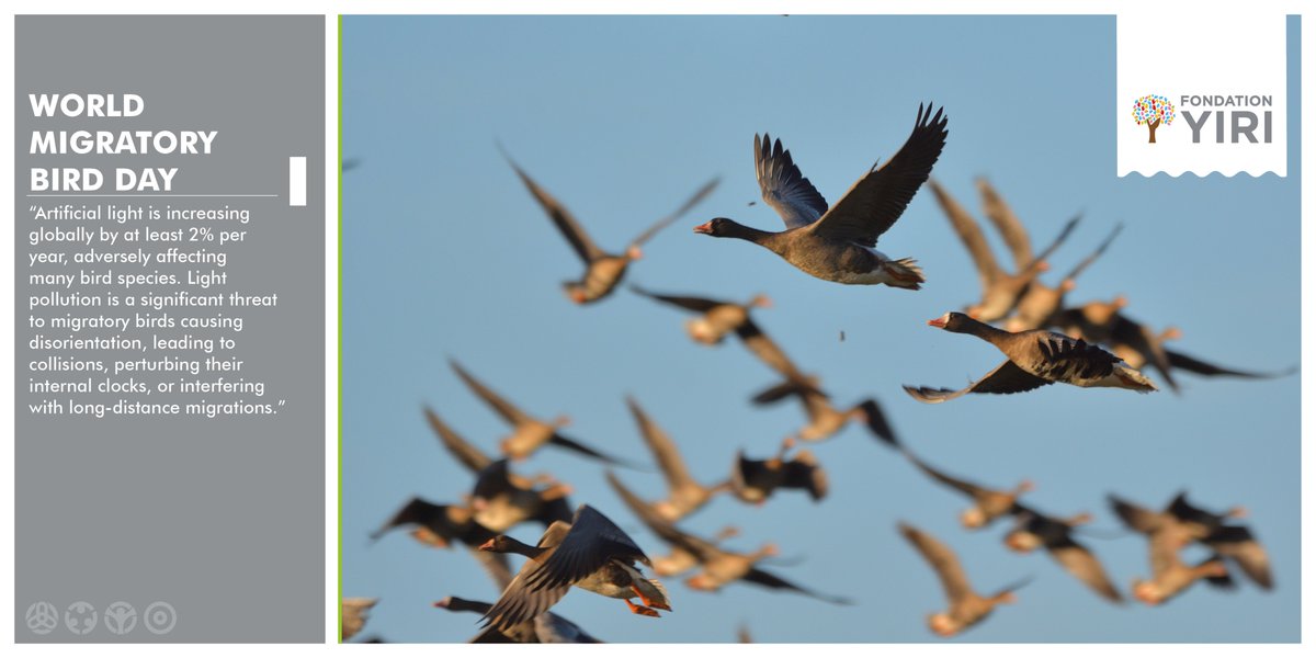 FondationY's tweet photo. "Turning off the lights to help birds migrate safely"
@ https://t.co/JNzHocICM0 https://t.co/tYGFj8hjes
