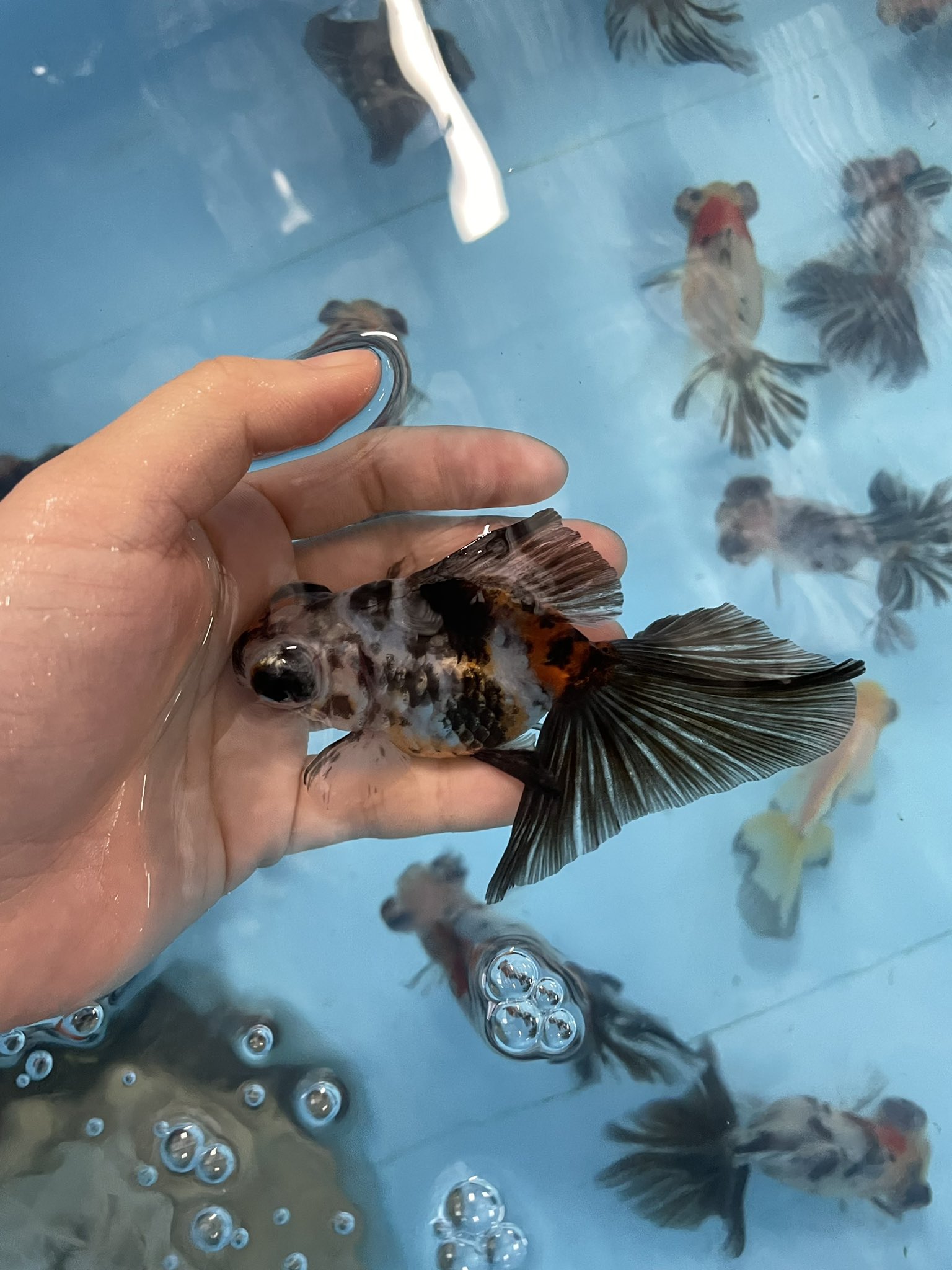 金魚坂 生体 新入荷 中国 蝶尾 9cm 大特価で販売中です 金魚坂 本郷三丁目 文京区 蝶尾 金魚 優雅 アクアリウム T Co Wk8yyrtvs2 Twitter