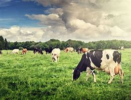 CliveDavies15's tweet photo. BACK BRITISH FARMERS
--
British Farmers Produce Quality at its best.
--
#BuyBritish #farming #cheese #Supermarket @Tesco @sainsburys @Morrisons @asda #Cornerstores #retailers #buybritish https://t.co/moPXRxcpC4