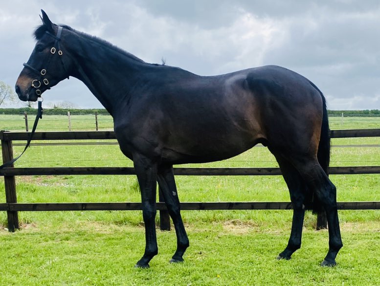 RHBloodstock's tweet photo. The only ‘Balko’ in the sale @GoffsUK next week! This 16.3hh gelding is a great mover with plenty of bone. His half brother had a promising 1st run over hurdles @Hippo_Auteuil #buyyourwinner https://t.co/Hy61TypGcC