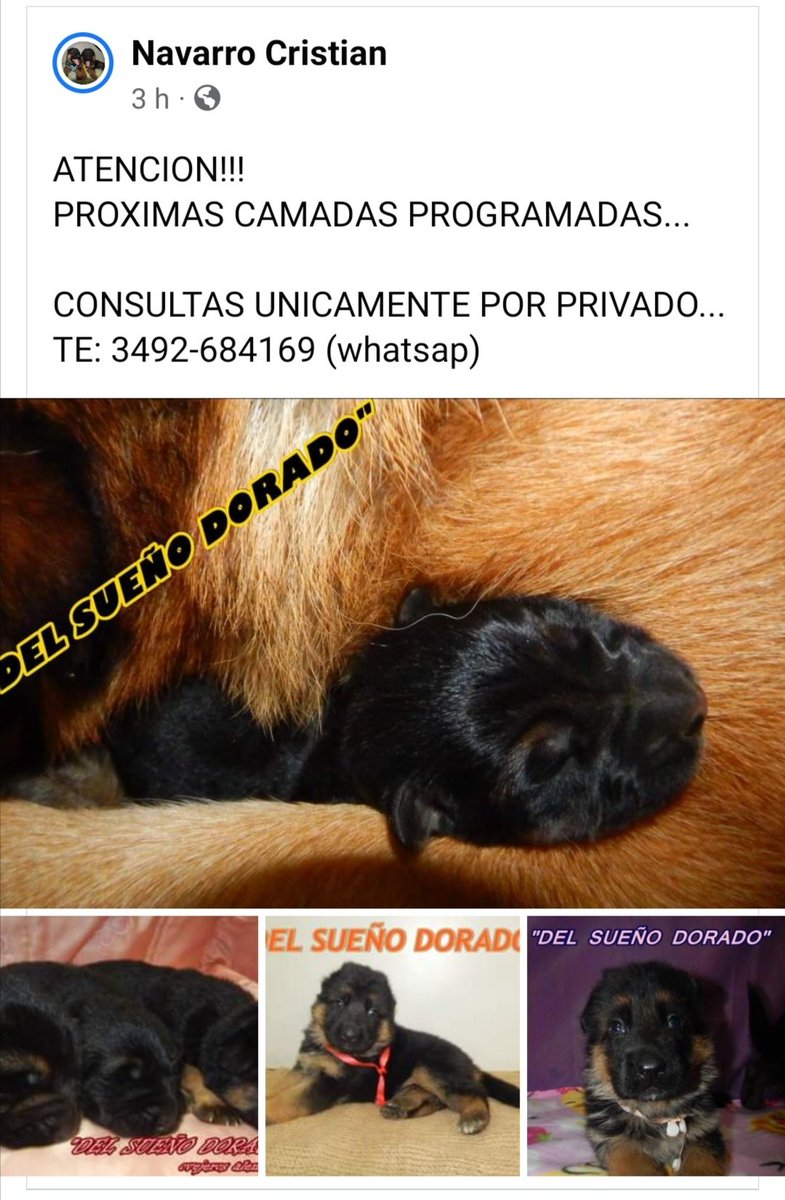 Del Sueño Dorado (@dorado1sueo) on Twitter photo 