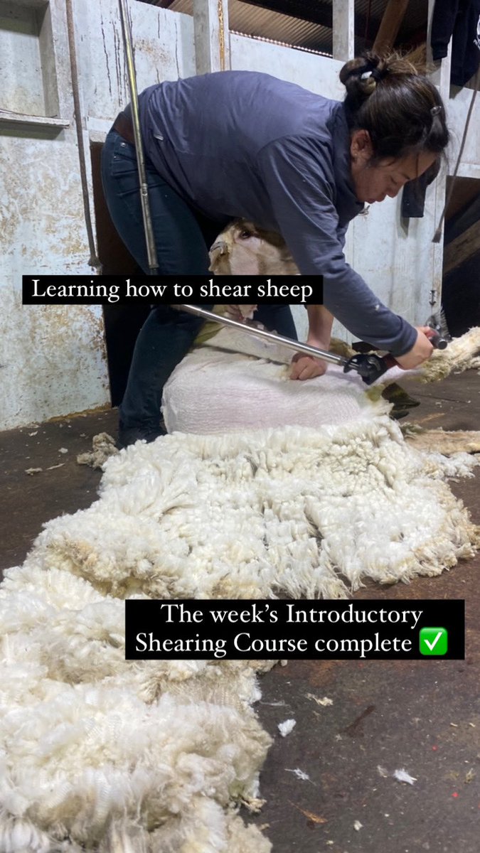 What an incredible week! From really no idea to setting up combs, cutters and the whole sheep.. super stoked to have completed SCAA Shearer Woolhandler Training’s Course in Intro Shearing. Great group of people, fantastically patient &amp; highly experienced teachers!