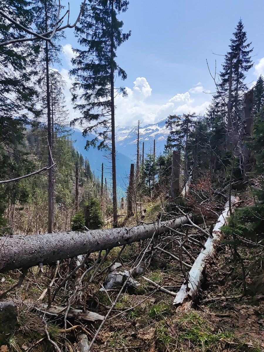 Miguel Muñoz Mazon (@mazon_munoz) on Twitter photo Great day in the field with <a href="/M_Maroschek/">Michael Maroschek</a> and <a href="/RupertSeidl/">Rupert Seidl</a> scouting a site to stablish our #snow removal and #herbivory exclusion #experiment at #Berchtesgaden National Park. I'm really excited to start with the preparations! Great day in the field with <a href="/M_Maroschek/">Michael Maroschek</a> and <a href="/RupertSeidl/">Rupert Seidl</a> scouting a site to stablish our #snow removal and #herbivory exclusion #experiment at #Berchtesgaden National Park. I'm really excited to start with the preparations!