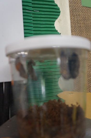 GreatLinfordPri's tweet photo. Our EYFS children are very excited about their Hungry Caterpillar topic. The chrysalis are now fully formed and the transformation may happen any day!

🦋 #thehungrycaterpillar #talkforwriting #EYFS https://t.co/xXrYmFQyek