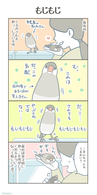 もじもじ。
#Buncho #javasparrow #文鳥 