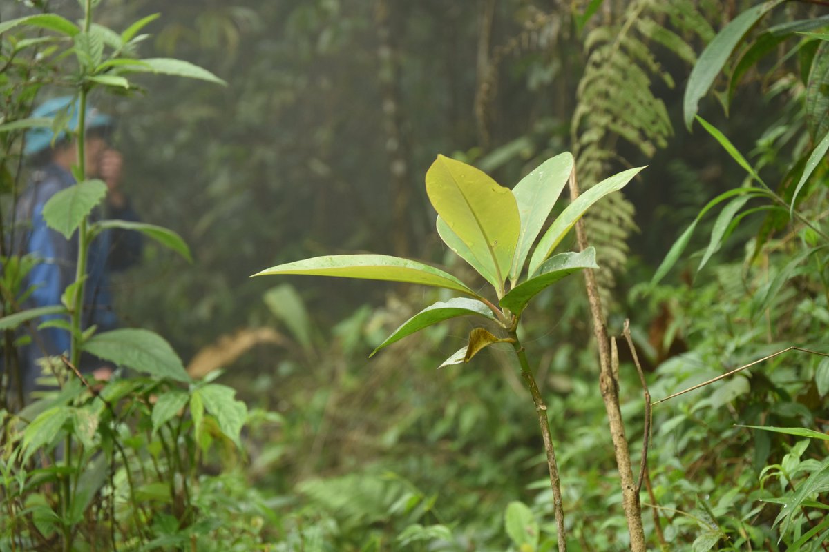 Are you interested in working in <a href="/FaunaFloraInt/">Fauna & Flora</a> Conservation Science &amp; Design team, supporting FFI's plant conservation work, including threatened trees? 

Check out the job description and apply here ➡️ bit.ly/3wsuvE7

#ConservationJobs