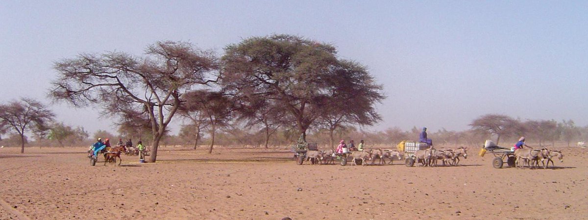 IRD.fr (@ird_fr) on Twitter photo #UNCCDCOP15 | A (re)lire dans #IRDleMag' 👉 #GrandeMurailleVerte au #Sahel : les défis de la prochaine décennie : lemag.ird.fr/fr/grande-mura…
<a href="/ChotteJLC/">Chotte Jean-luc</a> #IRD <a href="/csfd_fr/">CSFD Désertification</a> fait le point sur les défis à relever pour atteindre les objectifs 2030 de la #GMV.
#SaveSoil #COP15SaveSoil #UNCCDCOP15 | A (re)lire dans #IRDleMag' 👉 #GrandeMurailleVerte au #Sahel : les défis de la prochaine décennie : lemag.ird.fr/fr/grande-mura…
<a href="/ChotteJLC/">Chotte Jean-luc</a> #IRD <a href="/csfd_fr/">CSFD Désertification</a> fait le point sur les défis à relever pour atteindre les objectifs 2030 de la #GMV.
#SaveSoil #COP15SaveSoil