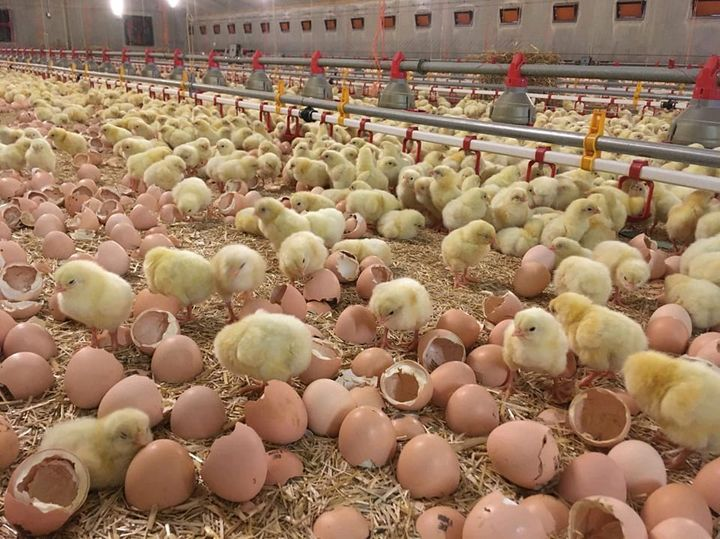 In-House hatching

#agribusinesstalk