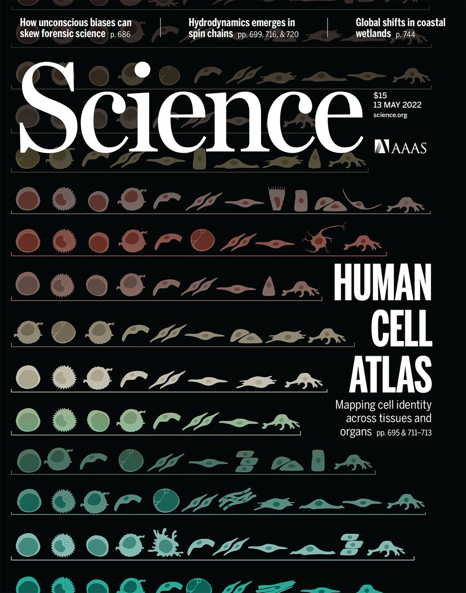 CambridgeMS1's tweet photo. Excited to share our latest paper in @ScienceMagazine and it made the cover! With @Cambridge_Uni @sangerinstitute and many other collaborators #HumanCellAtlas #MultiTissue
Cross-tissue immune cell analysis reveals tissue-specific features in humans https://t.co/aPd5h0RET6 https://t.co/FUaCXewNW0