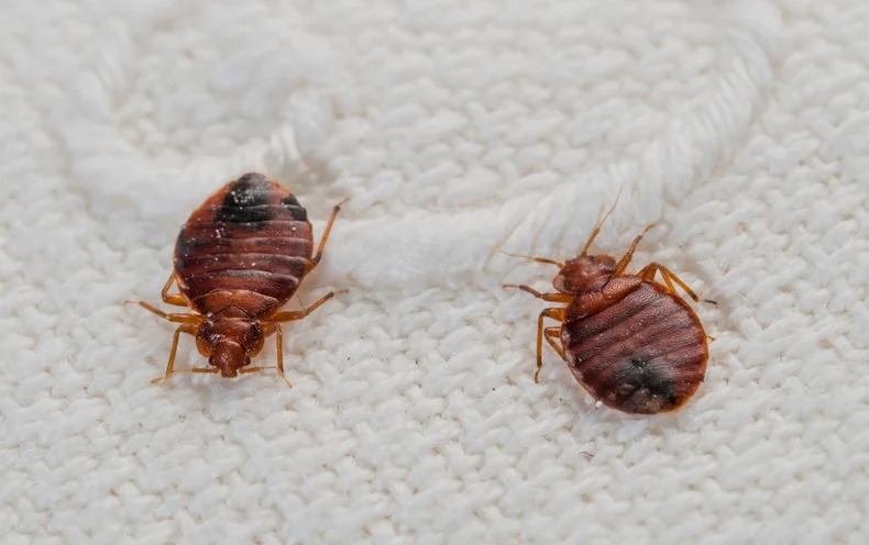 Is it possible that I have fleas or bedbugs?

These two insects can be difficult to tell between, especially given the biting and itching they produce. Let's examine how they compare to help you see the differences.  ##pestcontrol ##Swindon ##Wiltshire

pestcatcher.co.uk/fleas-or-bedbu…