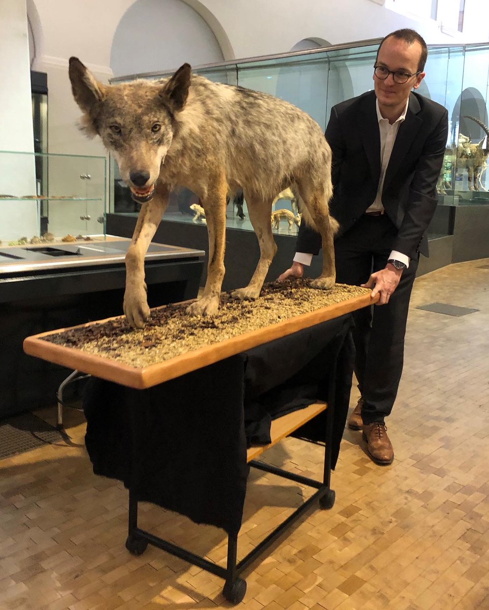 MartinNeukom's tweet photo. 2014 wurde ein Wolf in Schlieren von einem Zug überfahren: Der erste #Wolf im Kanton Zürich seit über 100 Jahren. Heute haben wir den Zeitzeugen dem Zoologischen Museum der Uni Zürich übergeben. #Baudirektion #Baudirektor #Neukom https://t.co/GxSfMUaNfq