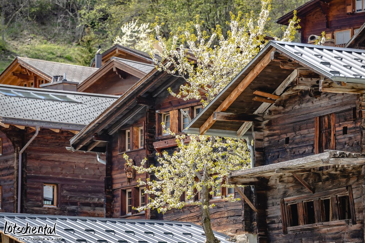 Lötschental tweet media