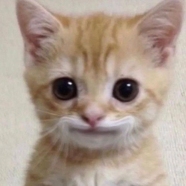hiyomijung's tweet photo. มาเมคเฟรนกันได้นะคะ เค้าเมนน้องโคว🥺💓💓🫶🏻🫶🏻🫶🏻 #จะทําความรู้จักกับด้อมฮานาโกะที่มารีทวิต https://t.co/5vB7lSBYSS