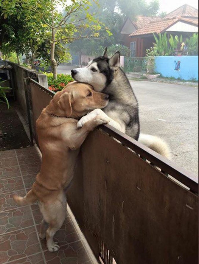 dinogodwhale's tweet photo. Hug. https://t.co/HgMGiMupzD