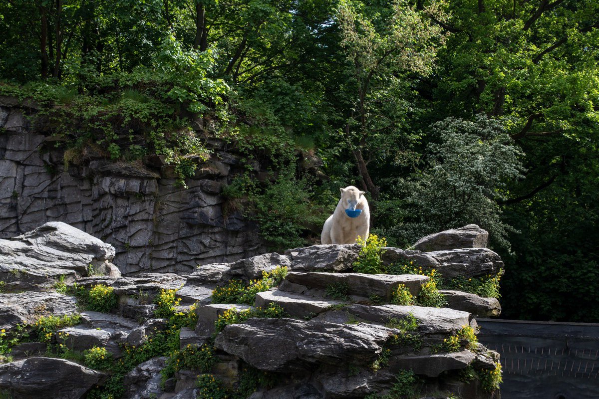 MedienzentrumB's tweet photo. #Hertha macht’s! Wissen wir schon vorm Spiel #BVBBSC. Eisbärendame Hertha aus dem @TierparkBerlin hat für den Radiosender 94,3 rs2 Orakel gespielt. Hertha futtert die blaue Schale leer und nicht die gelbe - Klassenerhalt ist damit sicher! #hahohe @HerthaBSC #GemeinsamHertha https://t.co/UqstTFyCHv