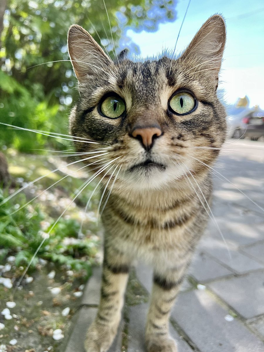 MarcusFillinger's tweet photo. Cats of War - Lviv 🇺🇦🇦🇺

If you wish to support the work we are undertaking whilst in Ukraine please donate at one of the following links. 

Your donations are greatly appreciated 

https://t.co/qHzdNoPZjj

https://t.co/eWwcyu7ndU

Or through our website 

https://t.co/MdUfk6wbKy https://t.co/BBa9II5Op9