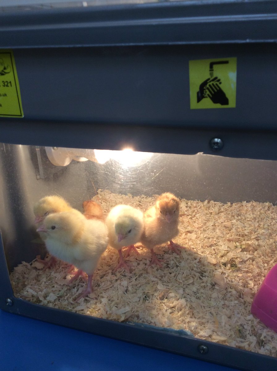 DahlAlt_HT's tweet photo. Wow we have so many fluffy chicks now. The children are full of awe and wonder and have been asking lots of questions. #eyfs #chicks #gld @Alt_HT  #writers https://t.co/1o8aQCTS5F