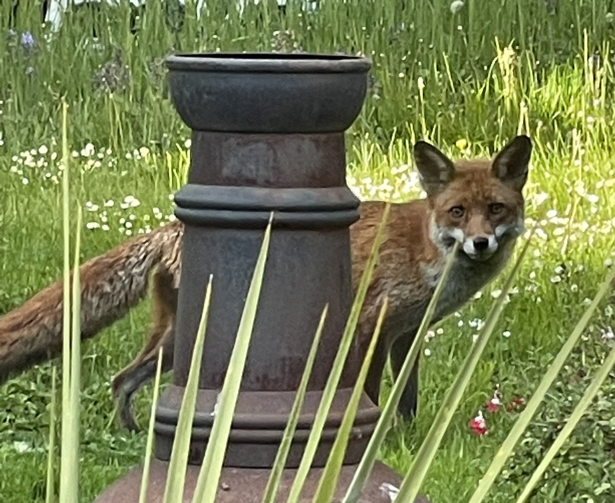 After the sadness of finishing SIDNEY FOX’S CRIME last week how delightful to have an old friend back in the garden-haven’t seen him for ages! And he caught a rat who was after the bird food under the feeder-good boy Sidney!🦊🐀👏👏👏 #sidneyharryfox #foxinthegarden #londonfoxes