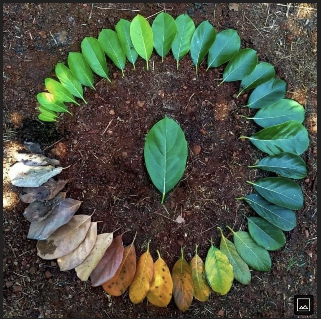 BhavulGauri's tweet image. Saw this today. Lifecycle of a leaf. Kinda synonymous with humans too. And to think I&apos;m already in the dark green section was food for thought. 

It&apos;s funny how the early bright green leaves look more beautiful, and the dark green ones look wiser. 😂