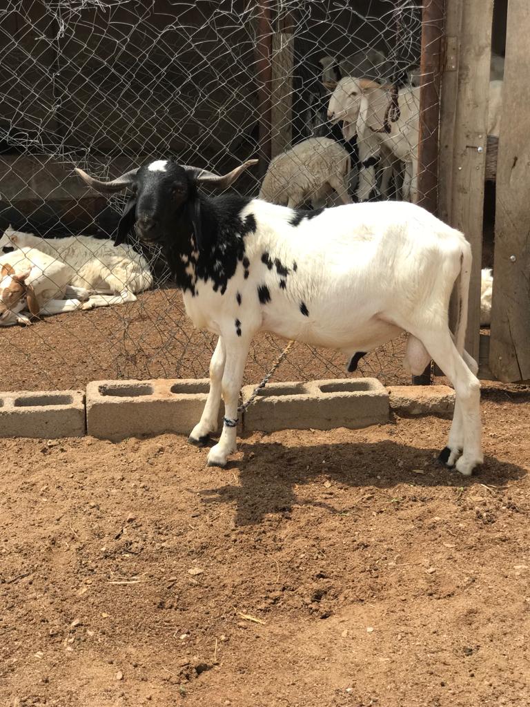 InvestmentTsc's tweet photo. #livestock fattening. #breeding #fully #intensive all the way. https://t.co/YZ7lq1i1l5