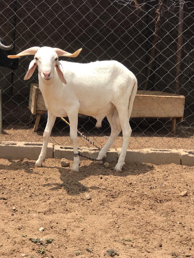 InvestmentTsc's tweet photo. #livestock fattening. #breeding #fully #intensive all the way. https://t.co/YZ7lq1i1l5