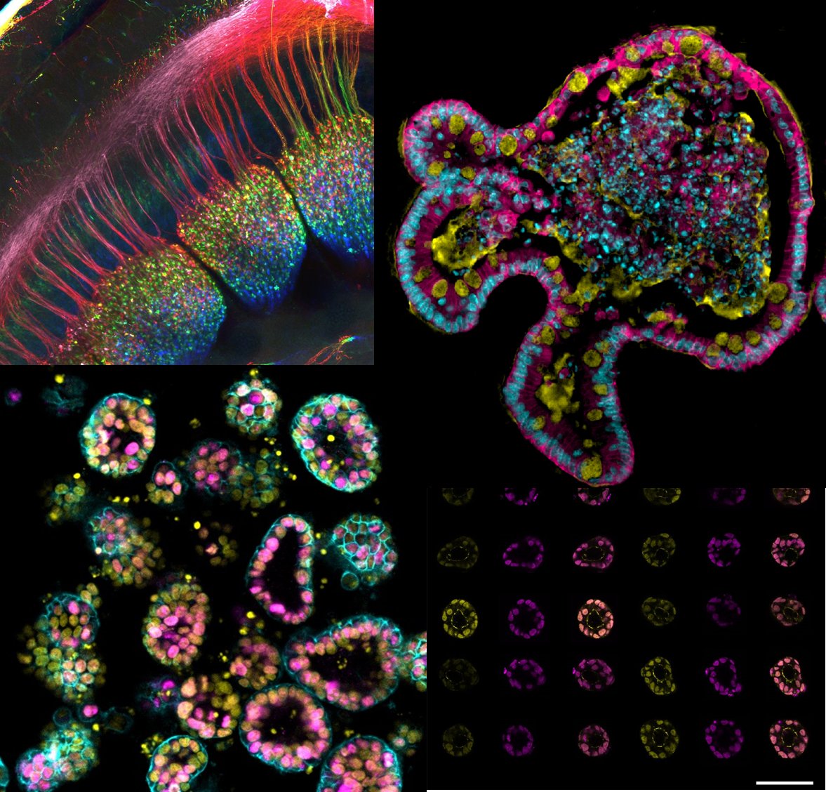 focalplane_jcs's tweet photo. We're hosting an image contest with #ELMI2022, and we'd love for you to get involved! https://t.co/u9OubsBATR

All images entered will be added to the FocalPlane gallery - check out some of the #FluorescenceFriday pics from the gallery below! https://t.co/y7pyYjdSj7