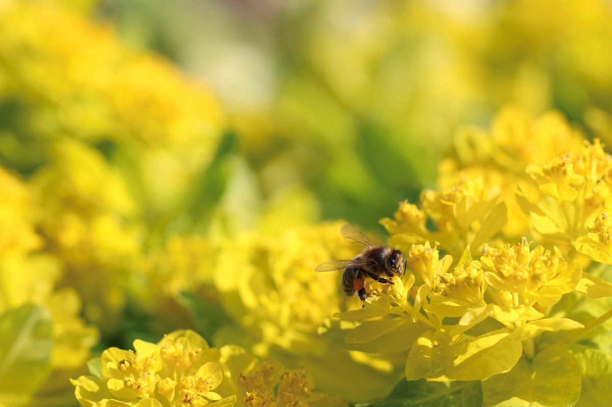 Five-week Beekeeping Course - Starting June 1st Learn how to keep bees at @walesbotanic! 🐝 Join us for five weekly sessions in the Botanic Garden’s Bee Garden, opening hives and learning effective hive assessment. More information and how to book - bit.ly/3Oe9Sne