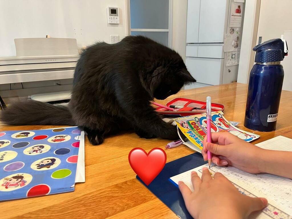 canonfuga0128's tweet photo. 宿題の邪魔はお手のものです #cathappiness #cathappylife #catphot #くろねこぶ #さいべりあんふぉれすときゃっと #ねこがいるしあわせ #ねこしゃしん #ねこざんまい #にゃあちゃん https://t.co/N3ADUDtoMR https://t.co/aHwBGrkqUJ