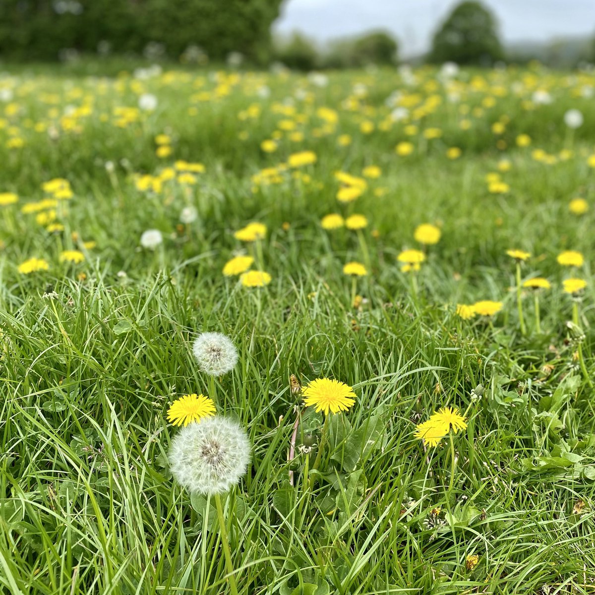 I asked my 3 year old if he could remember what these are called and he said ‘Flower Tiger ?’ #Dandelion