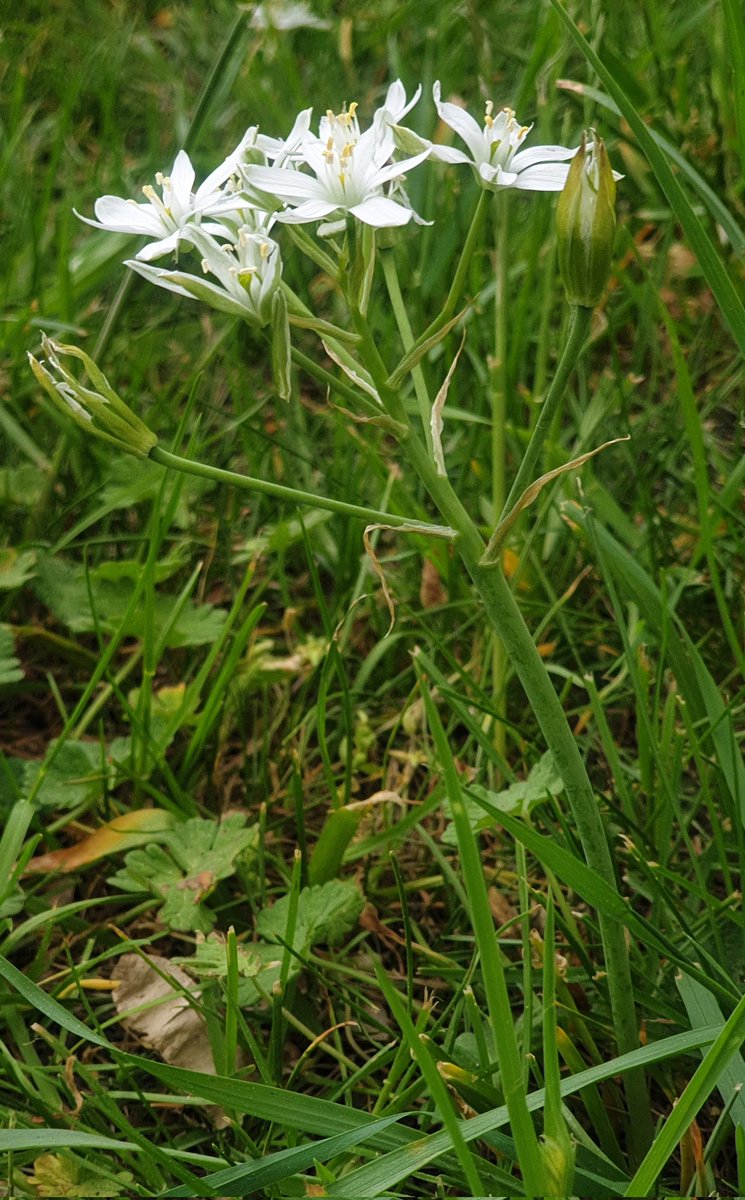 Eyyyy, it's Star-of-Bethlehem season 