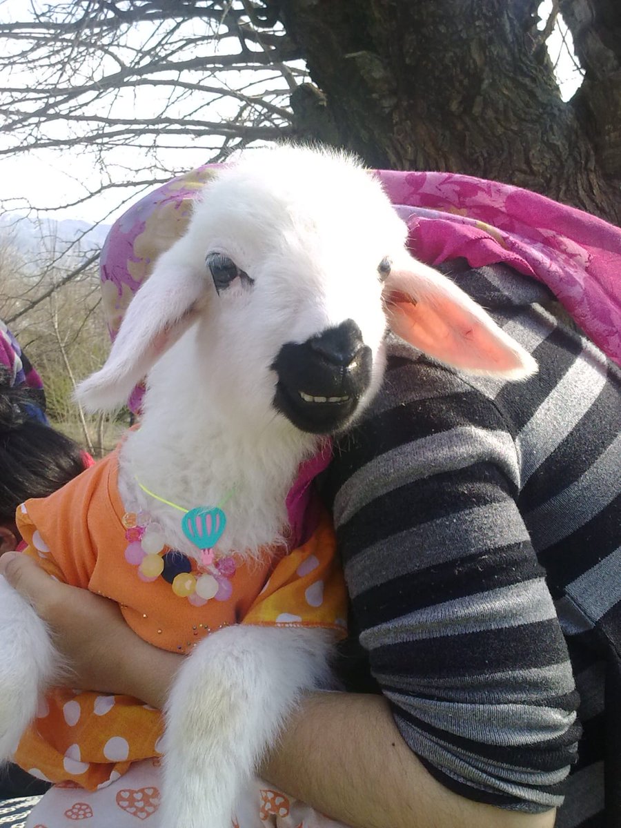 Engelli çocukları istediği için evlerinde bebekleri gibi büyüttükleri kuzu. Evlerinin dördüncü bebeği Irmak 🤗 <a href="/ASHB_ATHGM/">Aile ve Toplum Hizmetleri Genel Müdürlüğü</a> <a href="/deryayanikashb/">Derya Yanık</a> <a href="/ashb_eyhgm/">Engelli ve Yaşlı Hizmetleri Genel Müdürlüğü</a> <a href="/umitozpolat23/">ÜmitÖzpolat</a>