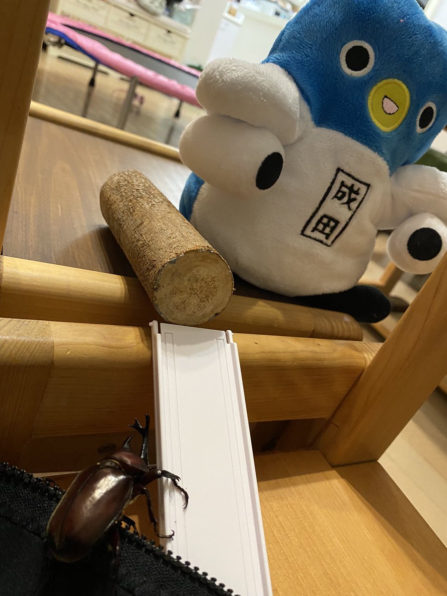 カブトムシを飼い始めた長男4歳！

うなりくんとカブトムシの勝負‼️
ファイ！！
どっちが勝つかな？

#うなりくん
#成田
#カブトムシ