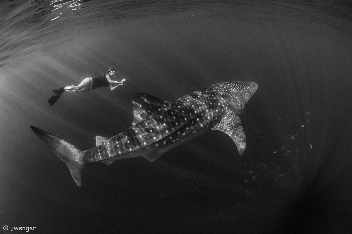 TheSimsLab's tweet photo. This wk's @PNASNews paper on whale #shark collision risk from #shipping was the work of 69 scientists in 44 institutes across 18 countries - led by the brilliant @FreyaWomersley (see photo!) as part of  #GlobalSharkMovementProject - amazing collaboration
https://t.co/Rjvmw3tQ6C https://t.co/CQQwKqSKES