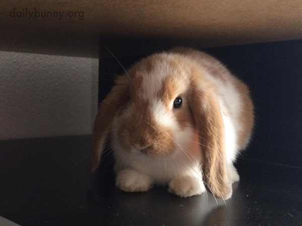 TheDailyBunny's tweet photo. Are you hiding out, little bunny? https://t.co/nekqYm4pjg https://t.co/uLhRcHG7vk