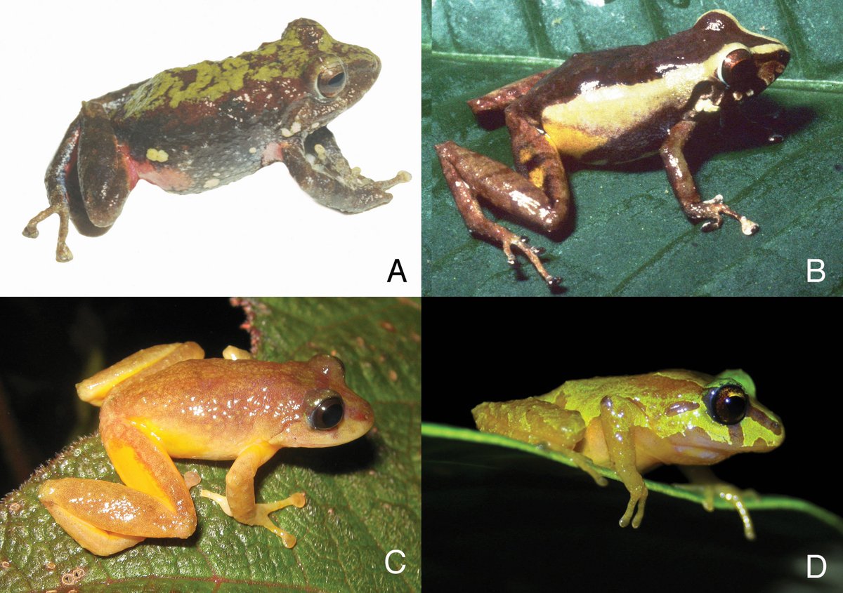 biobiiana's tweet photo. Beautiful work stemming from the ✨Bachelor's thesis✨ of 🇨🇴 student &amp; first author, #IsabellaGarcia: "Evolutionary history of secondary sexual characters in the most species-rich genus of anurans" 👏👏👏 #CienciaCriolla #LatinaInSTEM @BiolJLinnSoc  https://t.co/h5grMS2xJX https://t.co/fO8WN8PBVx