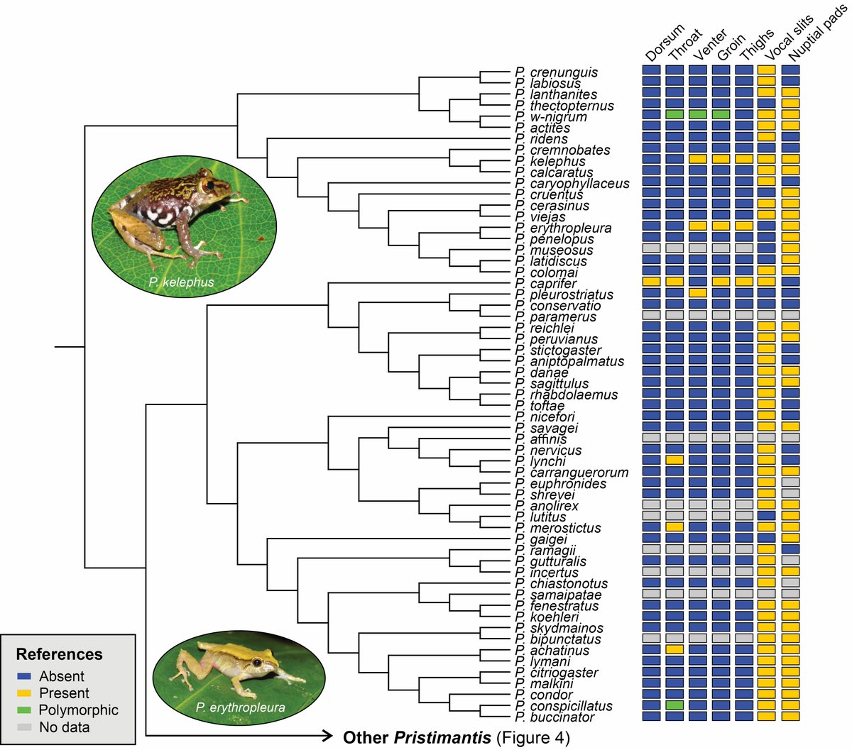 biobiiana's tweet photo. Beautiful work stemming from the ✨Bachelor's thesis✨ of 🇨🇴 student &amp; first author, #IsabellaGarcia: "Evolutionary history of secondary sexual characters in the most species-rich genus of anurans" 👏👏👏 #CienciaCriolla #LatinaInSTEM @BiolJLinnSoc  https://t.co/h5grMS2xJX https://t.co/fO8WN8PBVx