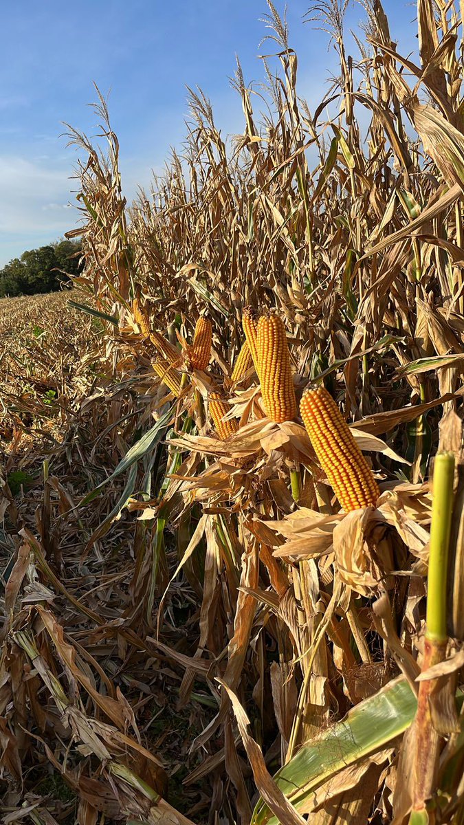 Ing Agr Andres Alayon🚜🚜🚜🚜🚜 🌽🌽🌽🌽🌽 tweet media