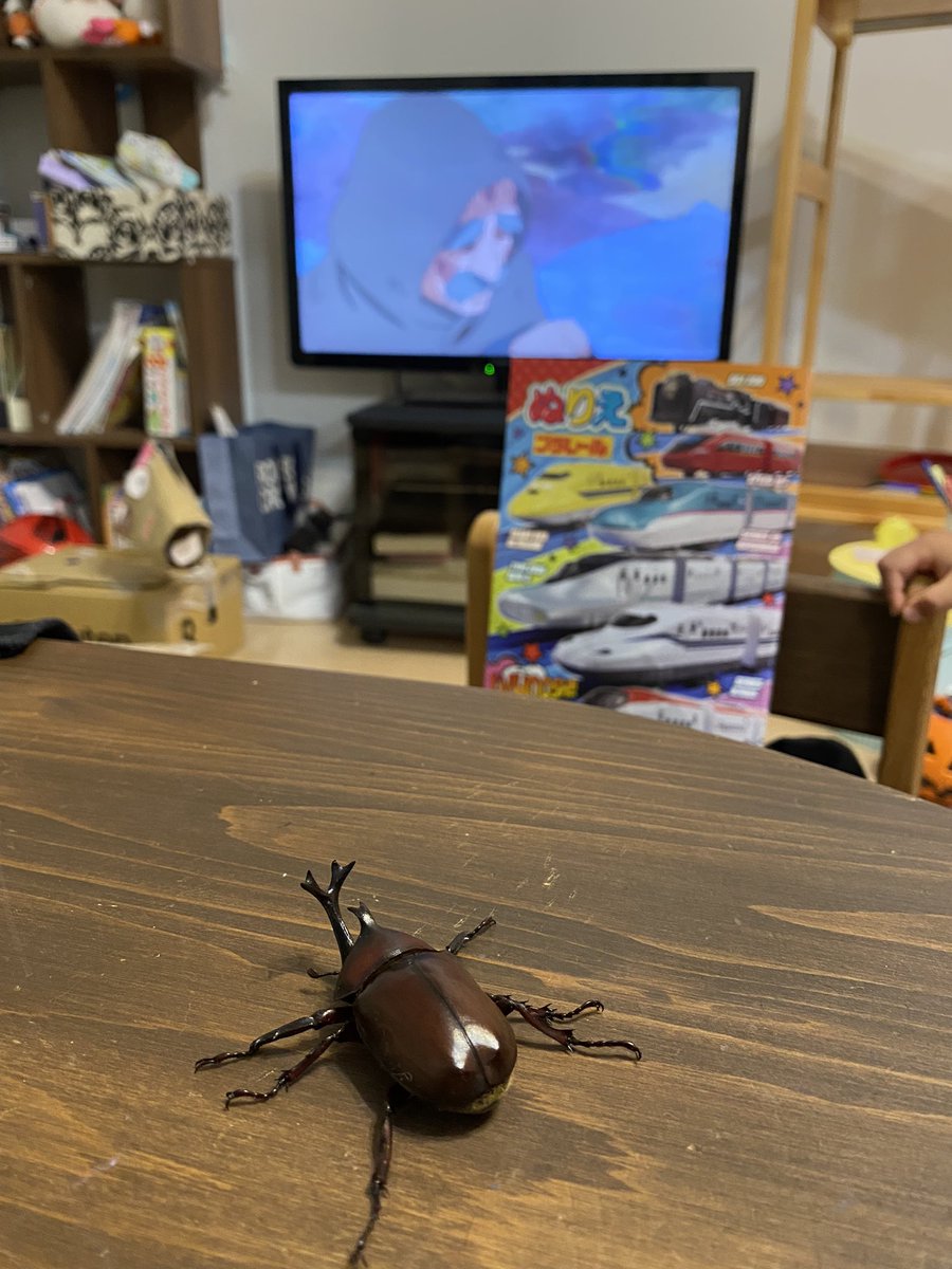カブトムシに
「テレビ見たい？」
「プラレール見たいの？」と声をかける長男4歳。。笑

#カブトムシ #カブトムシ大好き
#昆虫好き #昆虫はかせ