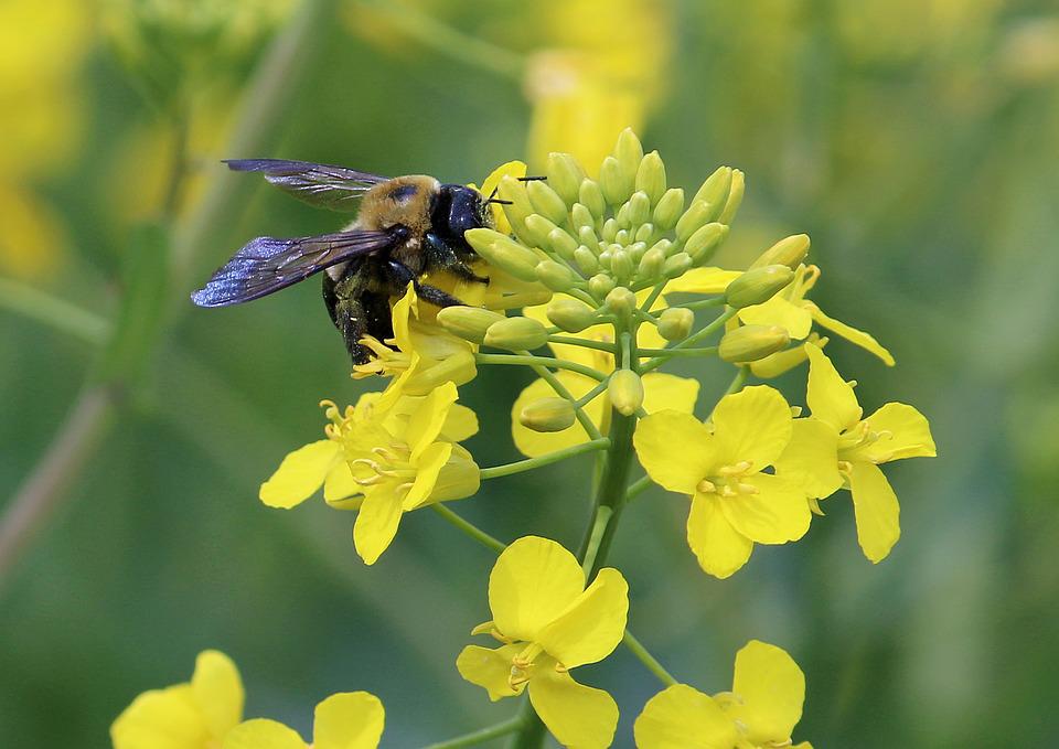 Cano_elaBV's tweet photo. To all the Friday Busy Bees out there! 🐝🐝
Did you know that small yellow flowers of Canola attract bees because they are rich source of nectar? And bees are the main pollinators of the flowers. 
#foodtech #plantbased #nature #springvibes #heathylife #innovation #spring https://t.co/po0DAuRPRf